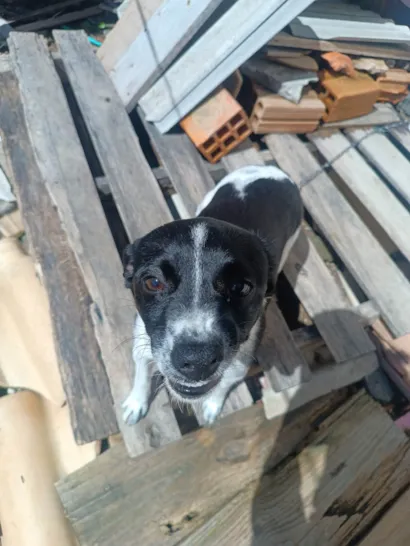 Cachorro raça SRD-ViraLata idade 2 a 6 meses nome Tirana