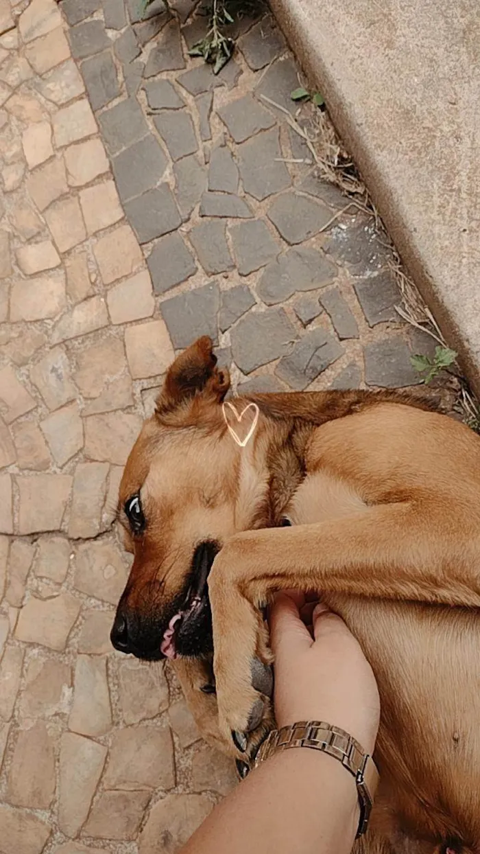 Cachorro ra a SRD-ViraLata idade 4 anos nome Toddy 