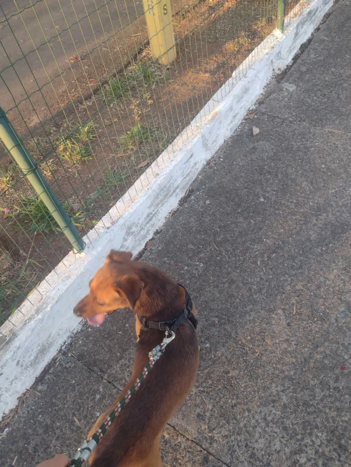 Cachorro ra a SRD-ViraLata idade 4 anos nome Toddy 