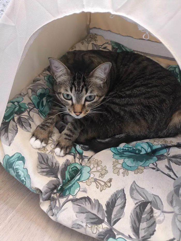 Gato ra a SRD-ViraLata idade 5 anos nome Milla