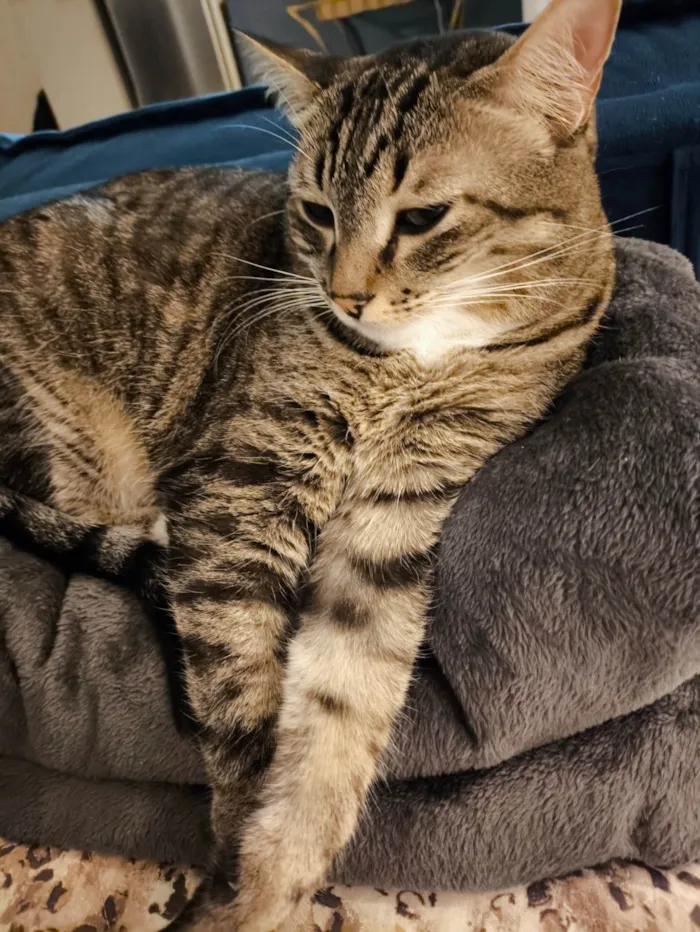 Gato ra a SRD-ViraLata idade 5 anos nome Milla