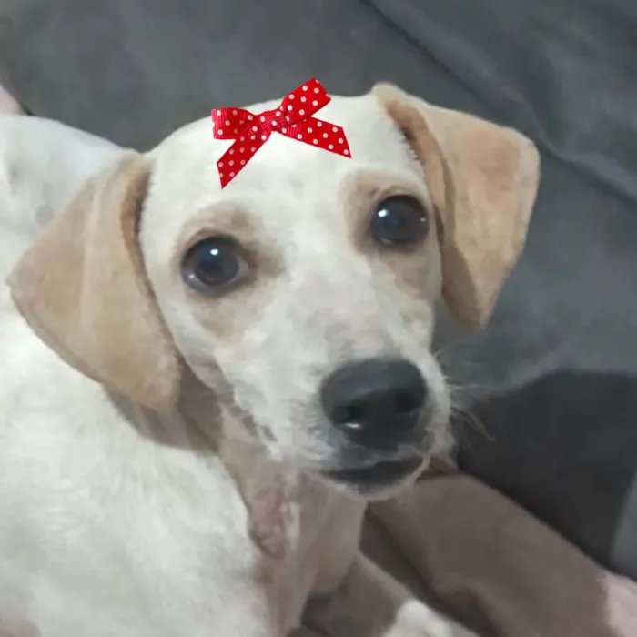 Cachorro ra a SRD-ViraLata idade 2 a 6 meses nome Suzi 