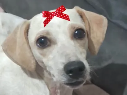 Cachorro raça SRD-ViraLata idade 2 a 6 meses nome Suzi 