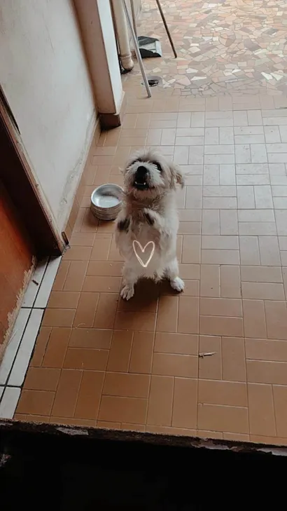 Cachorro raça SRD-ViraLata idade 2 anos nome Logan
