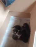 Nao tem