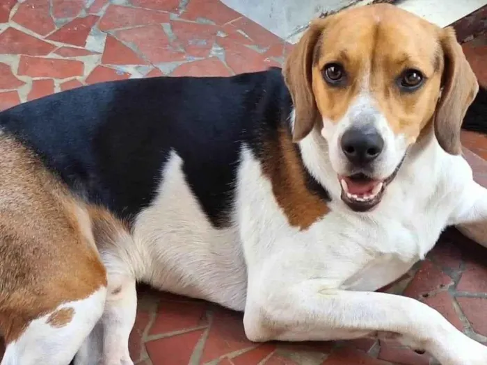 Cachorro ra a Dogue Alemão idade 3 anos nome Duque