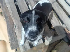 Cachorro raça SRD-ViraLata idade 2 a 6 meses nome Tirana