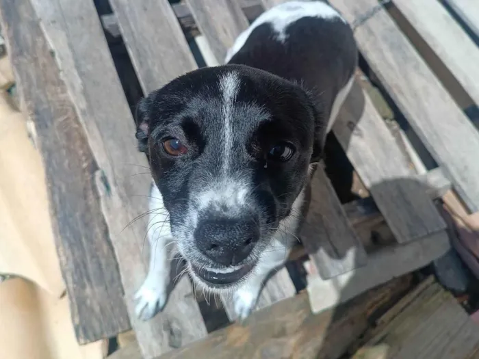 Cachorro ra a SRD-ViraLata idade 2 a 6 meses nome Tirana