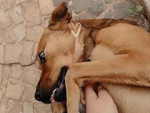 Cachorro raça SRD-ViraLata idade 4 anos nome Toddy 