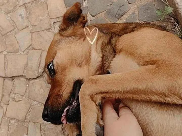 Cachorro ra a SRD-ViraLata idade 4 anos nome Toddy 