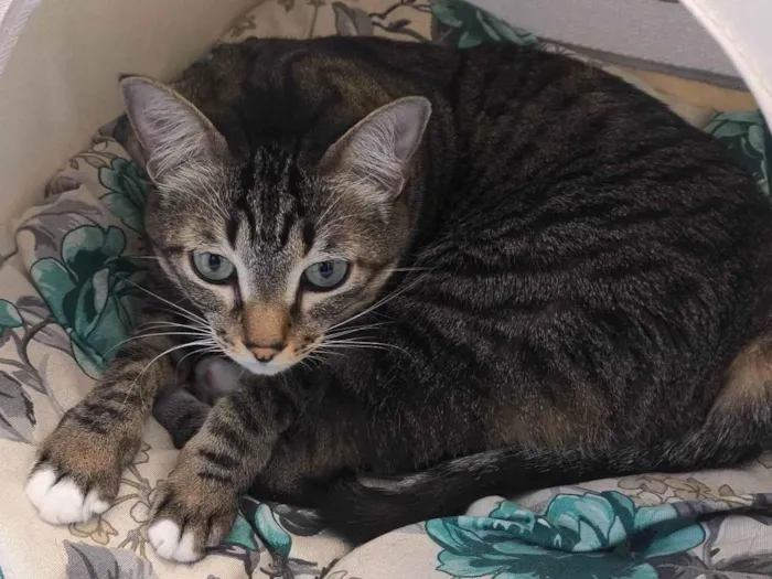 Gato ra a SRD-ViraLata idade 5 anos nome Milla