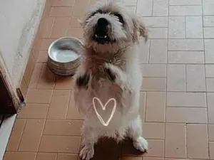 Cachorro raça SRD-ViraLata idade 2 anos nome Logan