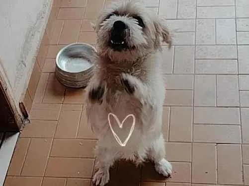 Cachorro ra a SRD-ViraLata idade 2 anos nome Logan