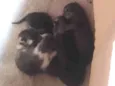 Nao tem