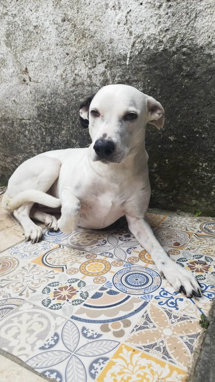 Cachorro ra a SRD-ViraLata idade 5 anos nome Lua