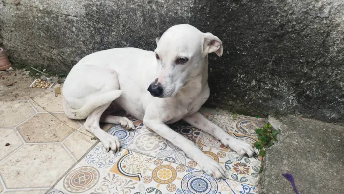 Cachorro ra a SRD-ViraLata idade 5 anos nome Lua