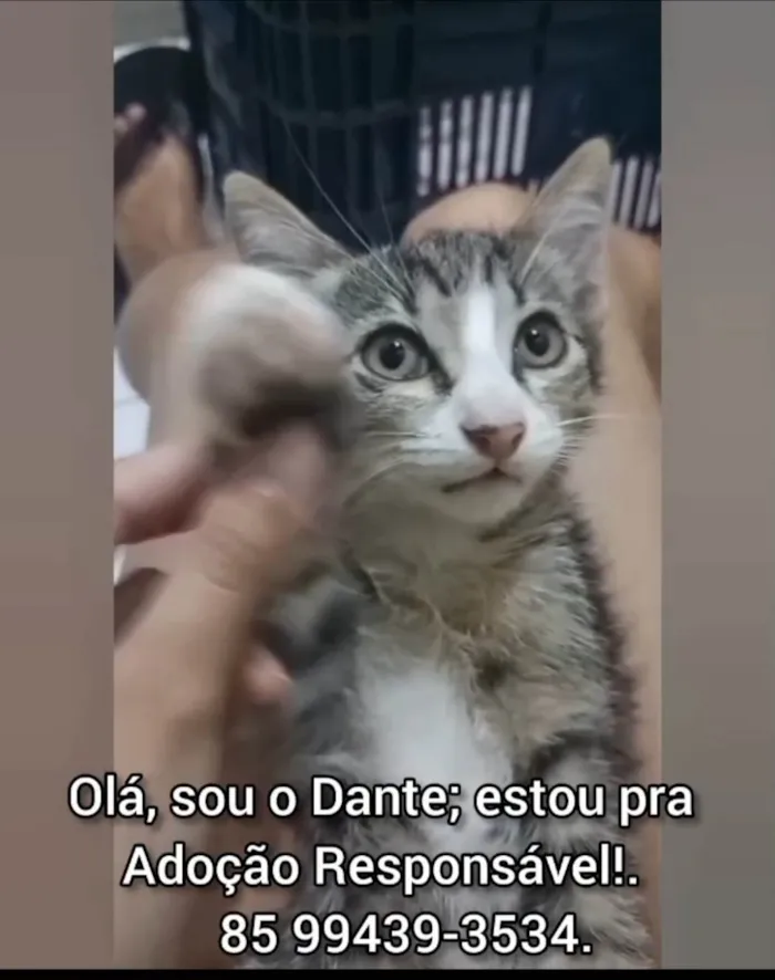Gato ra a SRD-ViraLata idade 2 a 6 meses nome Dante.