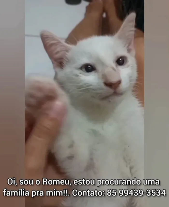 Gato ra a SRD-ViraLata idade 2 a 6 meses nome Romeu.