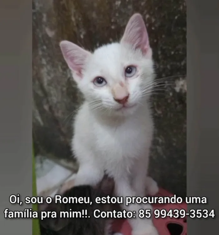 Gato ra a SRD-ViraLata idade 2 a 6 meses nome Romeu.