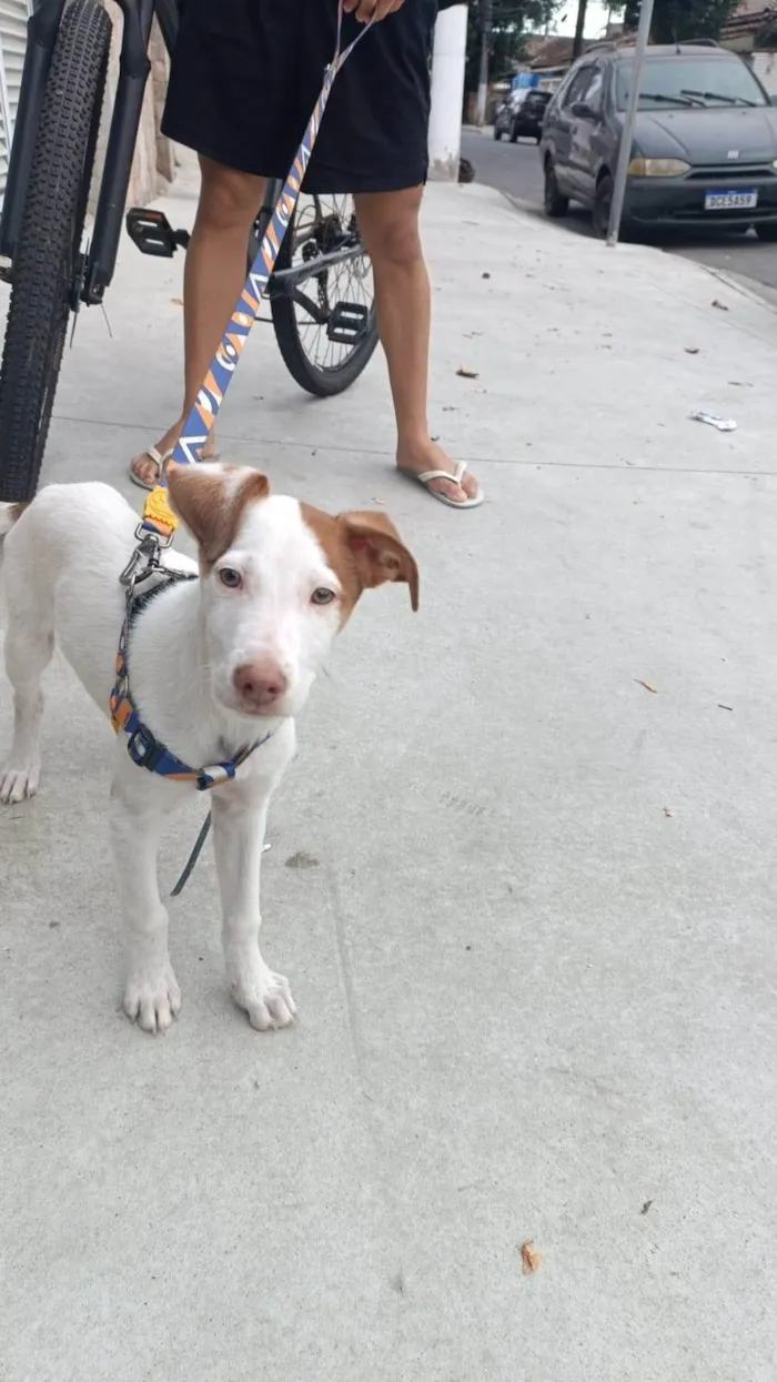 Cachorro ra a SRD-ViraLata idade 2 a 6 meses nome Sem nome 
