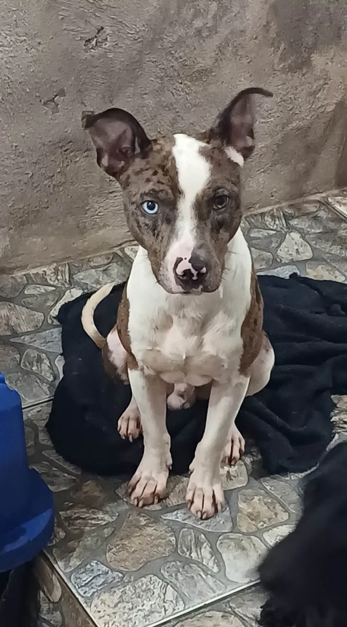 Cachorro ra a SRD-ViraLata idade 1 ano nome Eros 