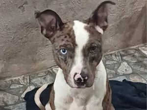 Cachorro raça SRD-ViraLata idade 1 ano nome Eros 