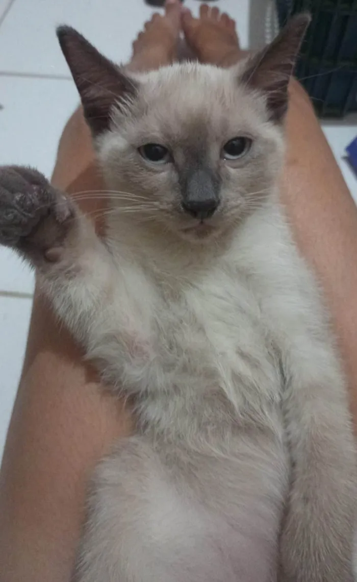 Gato ra a SRD-ViraLata idade 2 a 6 meses nome Théo. 