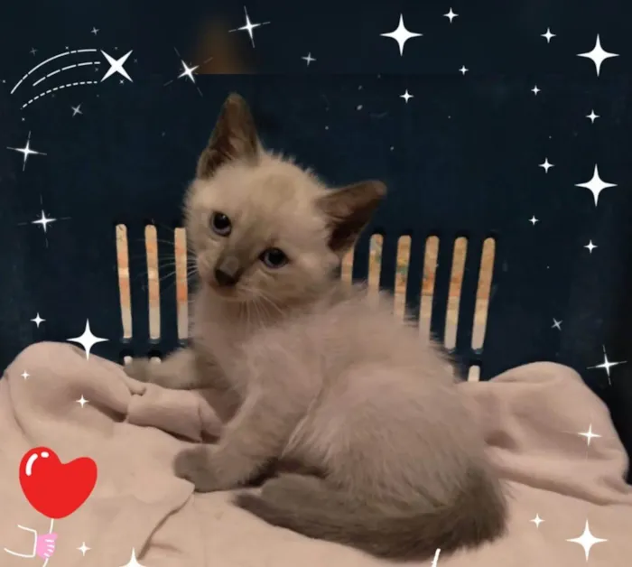Gato ra a SRD-ViraLata idade 2 a 6 meses nome Théo. 