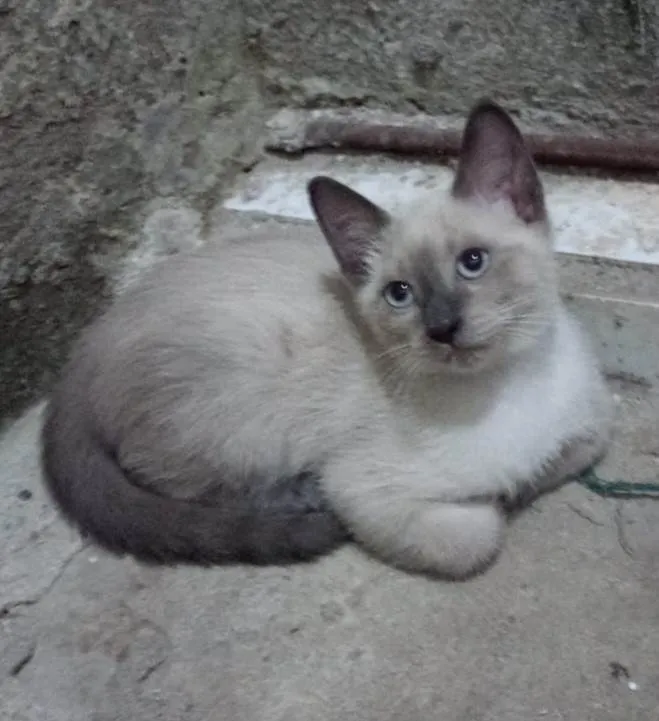 Gato ra a SRD-ViraLata idade 2 a 6 meses nome Théo. 
