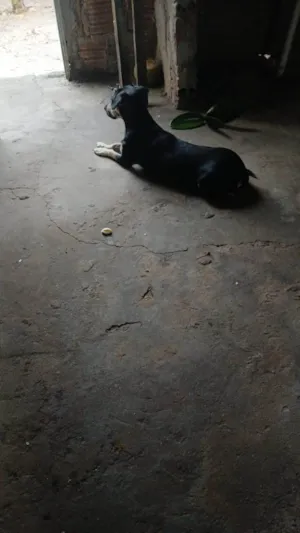 Cachorro raça SRD-ViraLata idade 1 ano nome Pandora 