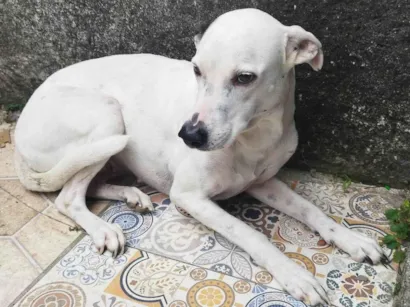 Cachorro raça SRD-ViraLata idade 5 anos nome Lua