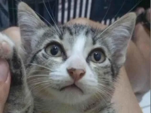 Gato ra a SRD-ViraLata idade 2 a 6 meses nome Dante.