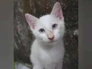Gato raça SRD-ViraLata idade 2 a 6 meses nome Romeu.