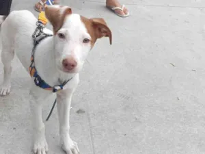 Cachorro raça SRD-ViraLata idade 2 a 6 meses nome Sem nome 