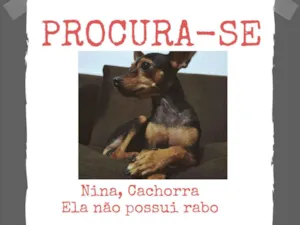 Cachorro raça Pinscher idade 2 a 6 meses nome Nina