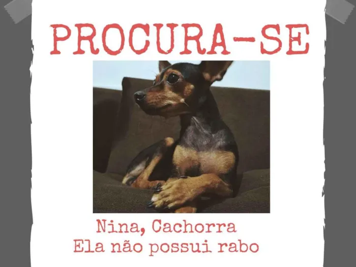 Cachorro ra a Pinscher idade 2 a 6 meses nome Nina