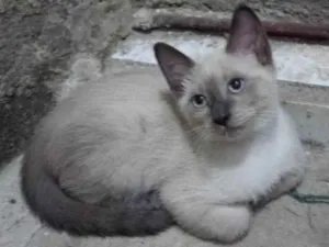 Gato raça SRD-ViraLata idade 2 a 6 meses nome Théo. 