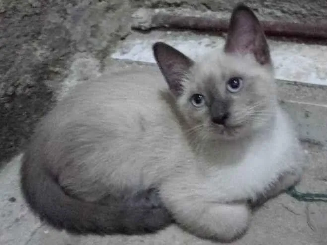 Gato ra a SRD-ViraLata idade 2 a 6 meses nome Théo. 