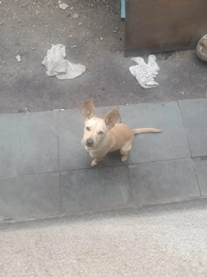 Cachorro ra a SRD-ViraLata idade 7 a 11 meses nome Pérola