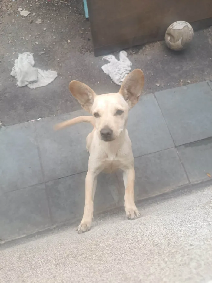 Cachorro ra a SRD-ViraLata idade 7 a 11 meses nome Pérola