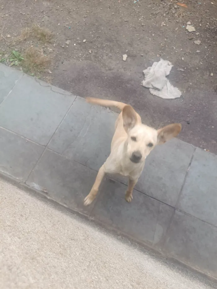 Cachorro ra a SRD-ViraLata idade 7 a 11 meses nome Pérola