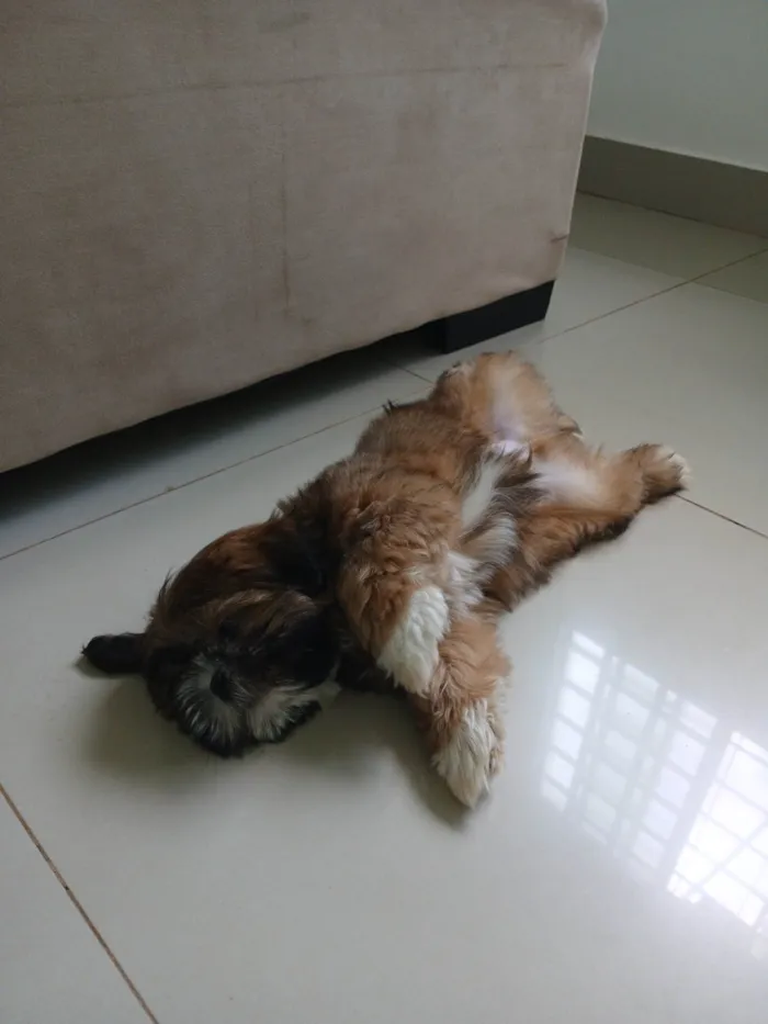 Cachorro ra a Shitzu idade 2 a 6 meses nome Onã 