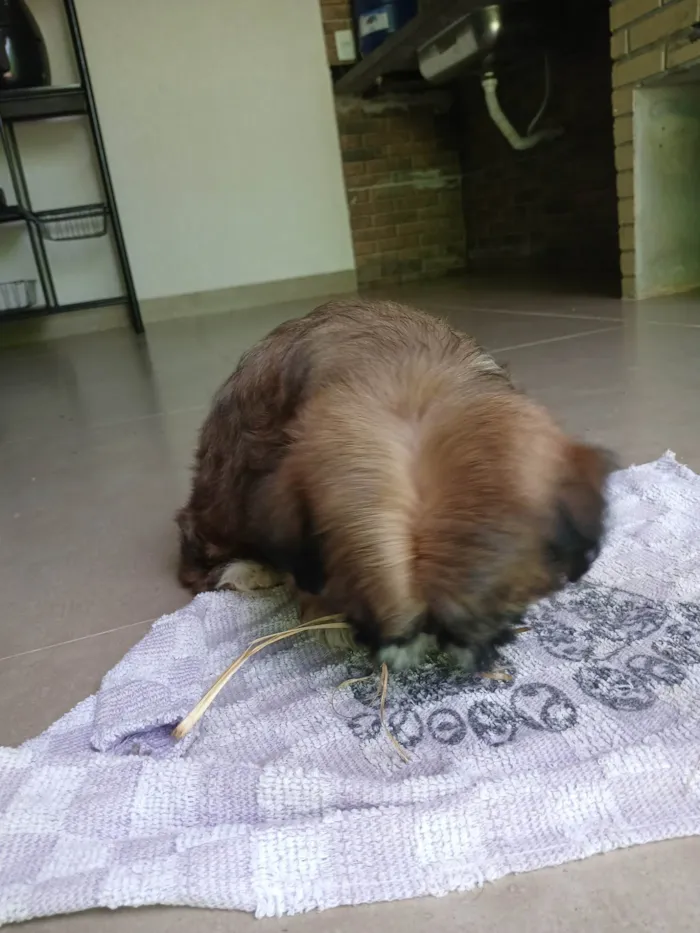 Cachorro ra a Shitzu idade 2 a 6 meses nome Onã 