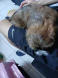 Onã 