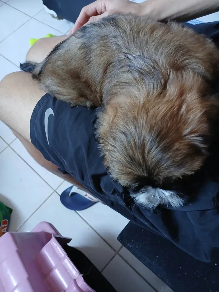 Cachorro ra a Shitzu idade 2 a 6 meses nome Onã 