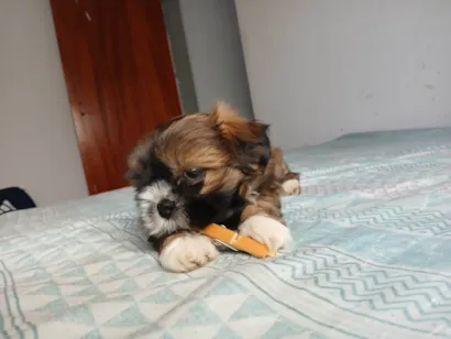 Cachorro raça Shitzu idade 2 a 6 meses nome Onã 