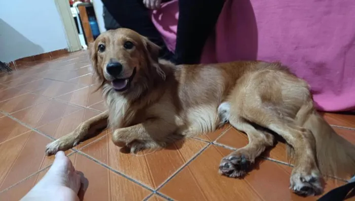 Cachorro ra a SRD-ViraLata idade 1 ano nome Thor