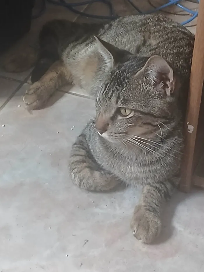 Gato ra a SRD-ViraLata idade 2 a 6 meses nome Neutro