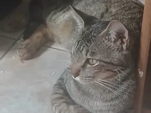 Gato raça SRD-ViraLata idade 2 a 6 meses nome Neutro