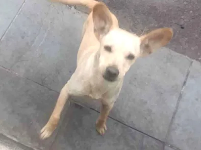 Cachorro raça SRD-ViraLata idade 7 a 11 meses nome Pérola
